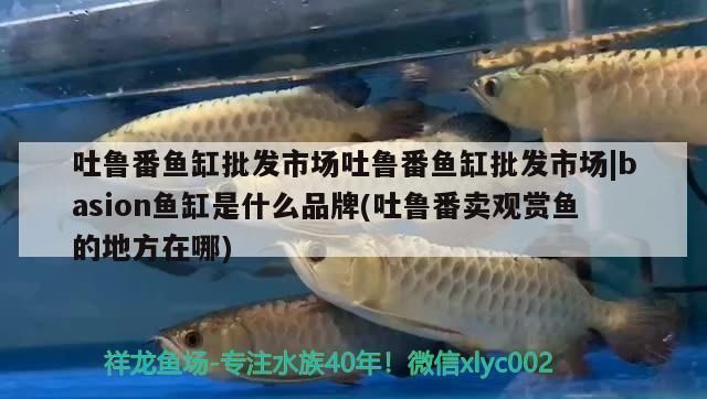 吐魯番龍魚vs吐魯番水族批發市場vs吐魯番水族館vs吐魯番魚缸批發市場vs祥龍魚場：吐魯番地區的龍魚交易市場