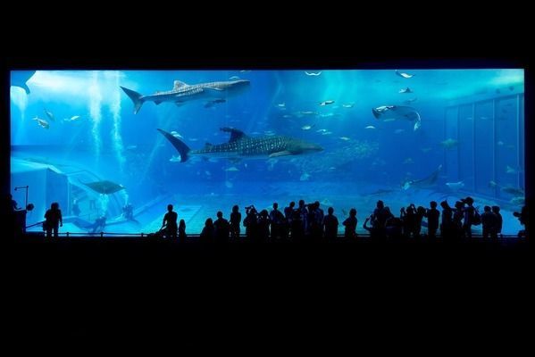 水族館品牌十強（2024年水族用品品牌排行榜水族館品牌性價比排行榜）