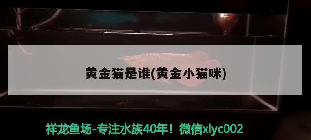 黃金貓是誰(黃金小貓咪)