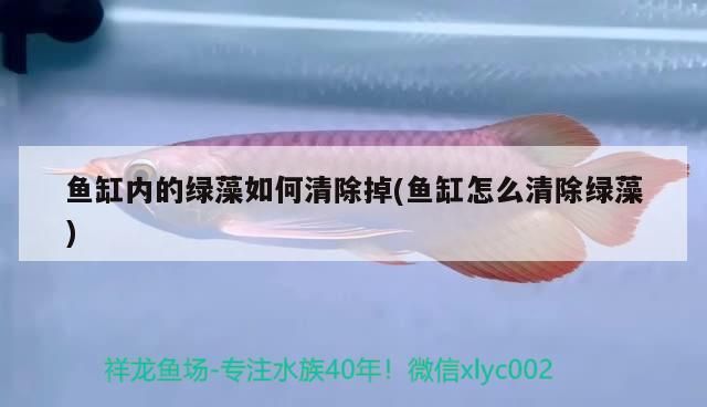 魚缸內的綠藻如何清除掉(魚缸怎么清除綠藻)