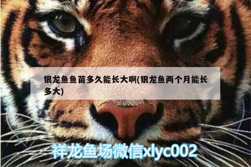 銀龍魚魚苗多久能長大啊(銀龍魚兩個月能長多大) 銀龍魚魚苗多久能長大啊(銀龍魚兩個月能長多大) 銀龍魚百科 第3張