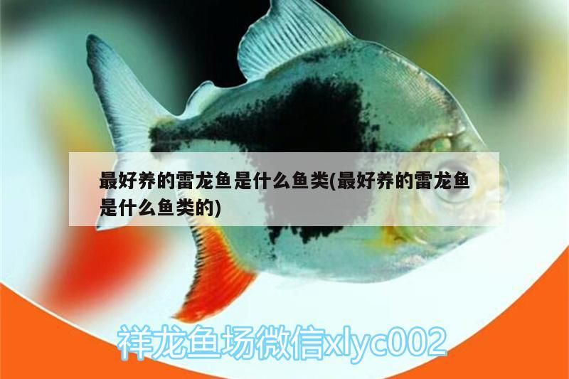 最好養的雷龍魚是什么魚類(最好養的雷龍魚是什么魚類的) 最好養的雷龍魚是什么魚類(最好養的雷龍魚是什么魚類的) 觀賞魚百科