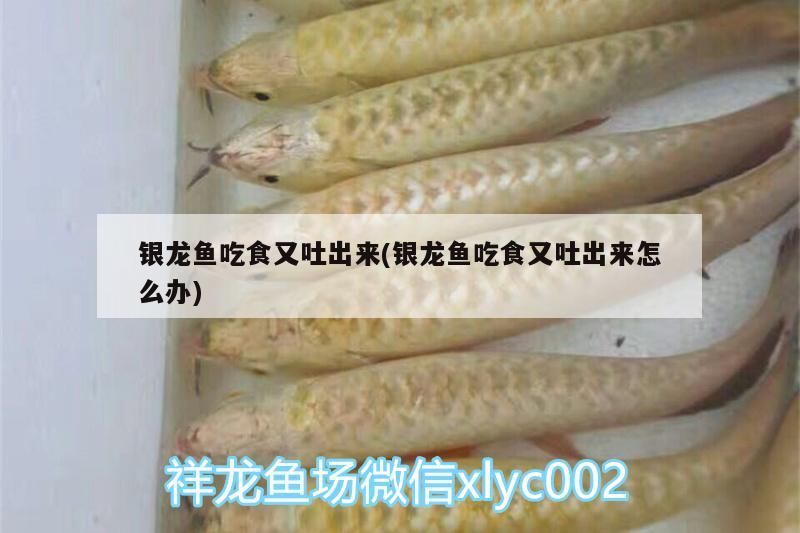 銀龍魚(yú)吃食又吐出來(lái)(銀龍魚(yú)吃食又吐出來(lái)怎么辦)