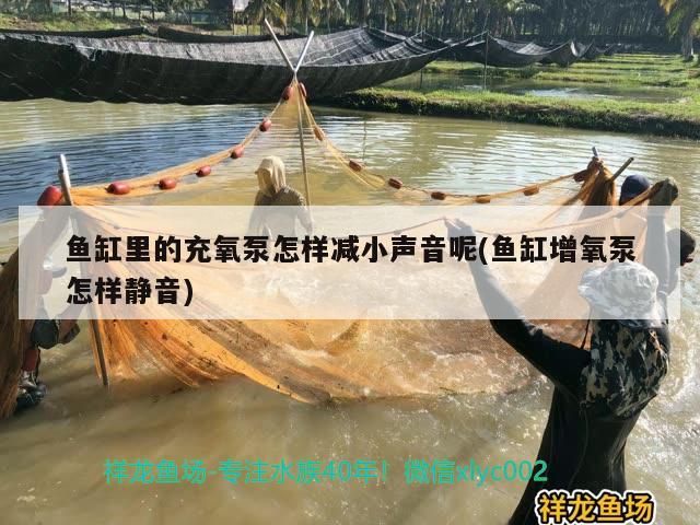 魚缸里的充氧泵怎樣減小聲音呢(魚缸增氧泵怎樣靜音)