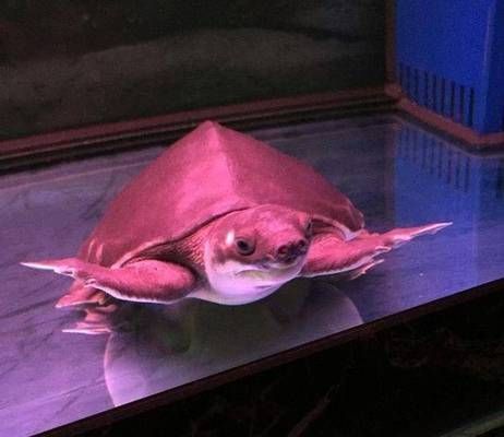 豬鼻龜為什么不讓養了：關于豬鼻龜不讓養了嗎