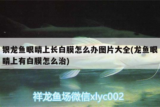 銀龍魚眼睛上長白膜怎么辦圖片大全(龍魚眼睛上有白膜怎么治) 銀龍魚眼睛上長白膜怎么辦圖片大全(龍魚眼睛上有白膜怎么治) 銀龍魚百科 第3張