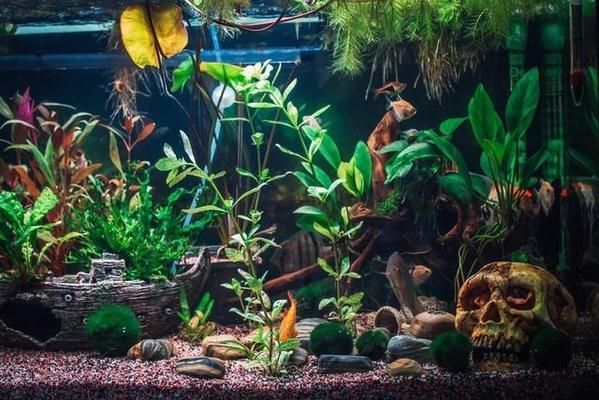魚缸里有棉絮狀的物體（魚缸里出現(xiàn)棉絮狀的物體可能是由多種原因引起的）
