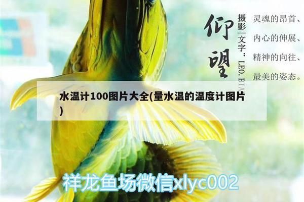 龍魚缸溫度計怎么用vs祥龍魚場：祥龍魚場龍魚缸溫度計的使用方法