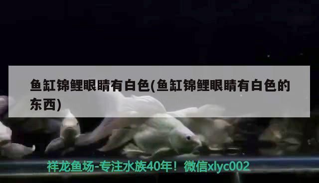 魚缸錦鯉眼睛有白色(魚缸錦鯉眼睛有白色的東西) 魚缸錦鯉眼睛有白色(魚缸錦鯉眼睛有白色的東西) 黃金貓魚百科 第3張