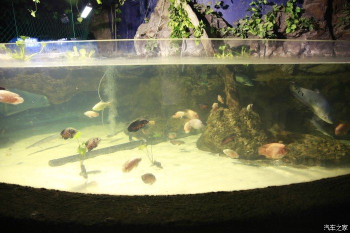 北戴河有水族館嗎（北戴河新澳海底世界游玩攻略） 北戴河有水族館嗎（北戴河新澳海底世界游玩攻略） 水族館百科（水族館加盟） 第2張