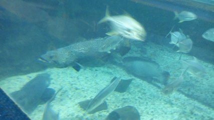北戴河有水族館嗎（北戴河新澳海底世界游玩攻略） 北戴河有水族館嗎（北戴河新澳海底世界游玩攻略） 水族館百科（水族館加盟） 第3張