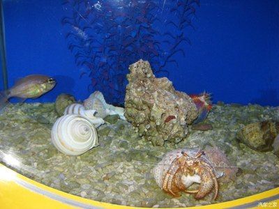 北戴河有水族館嗎（北戴河新澳海底世界游玩攻略） 北戴河有水族館嗎（北戴河新澳海底世界游玩攻略） 水族館百科（水族館加盟） 第4張