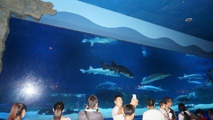 北戴河有水族館嗎（北戴河新澳海底世界游玩攻略） 北戴河有水族館嗎（北戴河新澳海底世界游玩攻略） 水族館百科（水族館加盟） 第6張