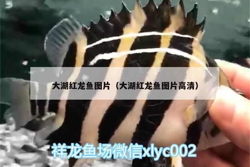 大湖紅龍魚圖片（大湖紅龍魚圖片高清）