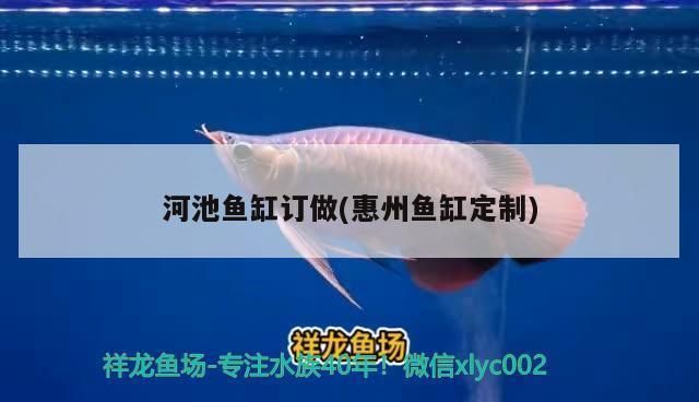 河池龍魚vs河池水族批發(fā)市場vs河池水族館vs河池魚缸批發(fā)市場vs祥龍魚場：河池龍魚養(yǎng)殖技術(shù) 河池龍魚vs河池水族批發(fā)市場vs河池水族館vs河池魚缸批發(fā)市場vs祥龍魚場：河池龍魚養(yǎng)殖技術(shù) 祥龍魚場各市分站 第4張