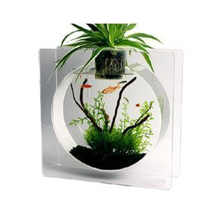 邵陽(yáng)龍魚(yú)vs邵陽(yáng)水族批發(fā)市場(chǎng)vs邵陽(yáng)水族館vs邵陽(yáng)魚(yú)缸批發(fā)市場(chǎng)vs祥龍魚(yú)場(chǎng)：邵陽(yáng)龍魚(yú)、邵陽(yáng)水族、邵陽(yáng)水族館、邵陽(yáng)魚(yú)缸批發(fā)市場(chǎng)價(jià)格對(duì)比 邵陽(yáng)龍魚(yú)vs邵陽(yáng)水族批發(fā)市場(chǎng)vs邵陽(yáng)水族館vs邵陽(yáng)魚(yú)缸批發(fā)市場(chǎng)vs祥龍魚(yú)場(chǎng)：邵陽(yáng)龍魚(yú)、邵陽(yáng)水族、邵陽(yáng)水族館、邵陽(yáng)魚(yú)缸批發(fā)市場(chǎng)價(jià)格對(duì)比 祥龍魚(yú)場(chǎng)各市分站 第5張