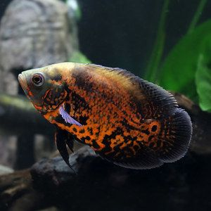 元寶鳳凰魚可以和什么魚混養：元寶鳳凰魚可以和什么魚混養， 元寶鳳凰魚可以和什么魚混養：元寶鳳凰魚可以和什么魚混養， 元寶鳳凰魚百科 第3張