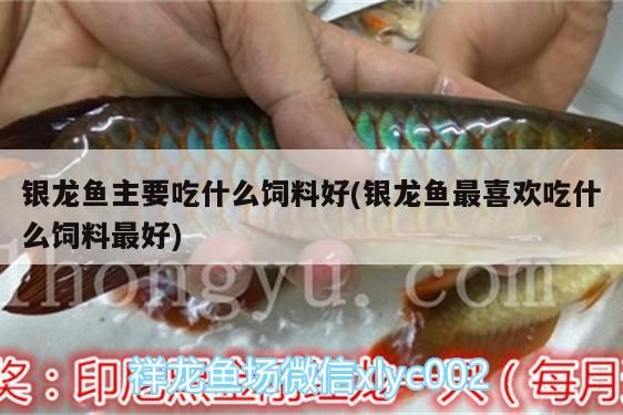 銀龍魚主要吃什么飼料好(銀龍魚最喜歡吃什么飼料最好)