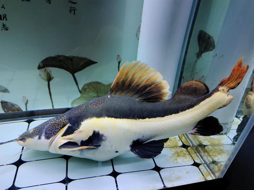 觀賞魚漂浮還活著怎么辦（觀賞魚漂浮是因為缺氧、鰓部受損、水質差、失漂等誤區）