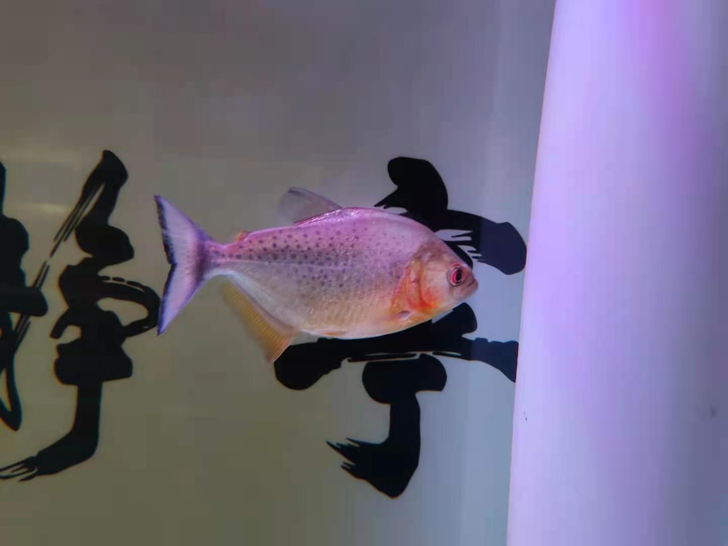 觀賞魚漂浮還活著怎么辦（觀賞魚漂浮是因為缺氧、鰓部受損、水質差、失漂等誤區）