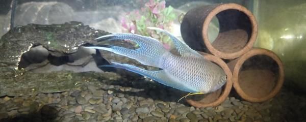 觀賞魚漂浮還活著怎么辦（觀賞魚漂浮是因為缺氧、鰓部受損、水質差、失漂等誤區）