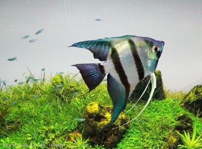 過背金龍魚市場行情，過背金龍魚養殖技術有哪些過背金龍魚的養殖技術有哪些