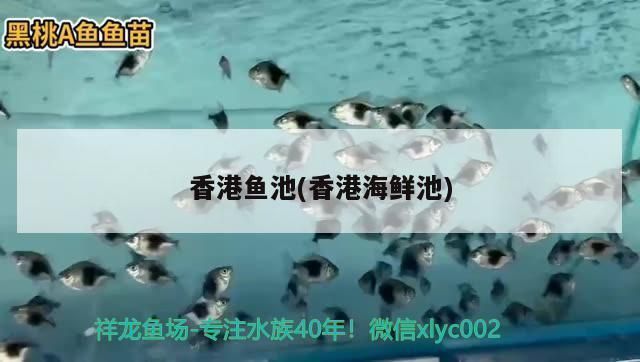 西寧龍魚(yú)vs西寧水族批發(fā)市場(chǎng)vs西寧水族館vs西寧魚(yú)缸批發(fā)市場(chǎng)vs祥龍魚(yú)場(chǎng)：西寧水族批發(fā)市場(chǎng) 西寧龍魚(yú)vs西寧水族批發(fā)市場(chǎng)vs西寧水族館vs西寧魚(yú)缸批發(fā)市場(chǎng)vs祥龍魚(yú)場(chǎng)：西寧水族批發(fā)市場(chǎng) 祥龍魚(yú)場(chǎng)各市分站 第3張