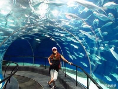 水族館怎么經營賺錢（水族館商品銷售策略優化水族館餐飲服務創新方法）