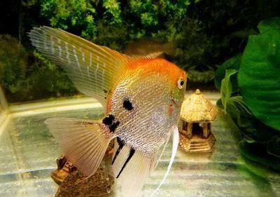銀龍魚吃飼料嗎怎么喂養(怎樣讓銀龍魚吃飼料)