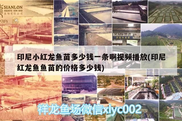 印尼小紅龍魚苗多少錢一條啊視頻播放(印尼紅龍魚魚苗的價格多少錢)