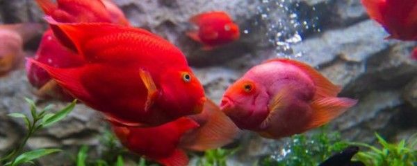 龍騰四海魚缸怎么樣(龍騰四海魚缸怎么樣好養嗎)