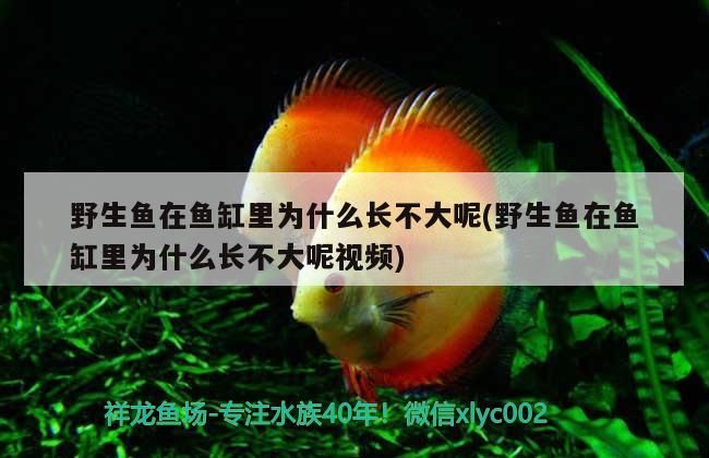 龍騰四海魚缸怎么樣(龍騰四海魚缸怎么樣好養嗎)