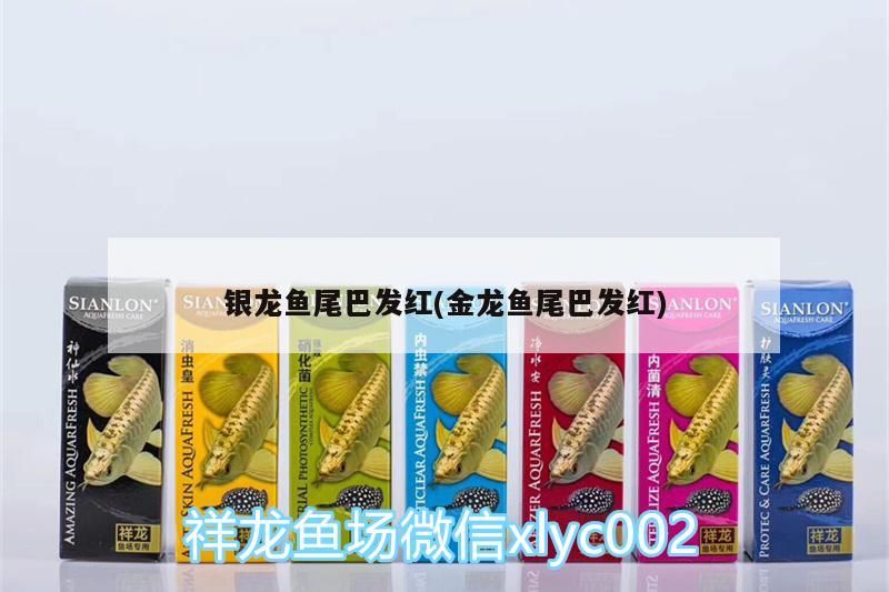 銀龍魚尾巴發(fā)紅(金龍魚尾巴發(fā)紅)