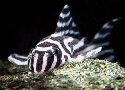 紫羅蘭金龍魚好養嗎視頻：紫羅蘭金龍魚，養殖之難與易的深度剖析