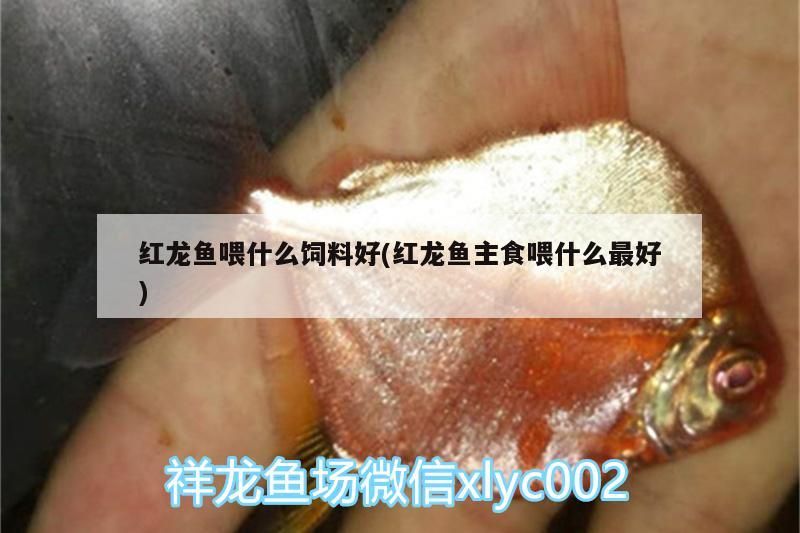 紅龍魚喂什么飼料好(紅龍魚主食喂什么最好)