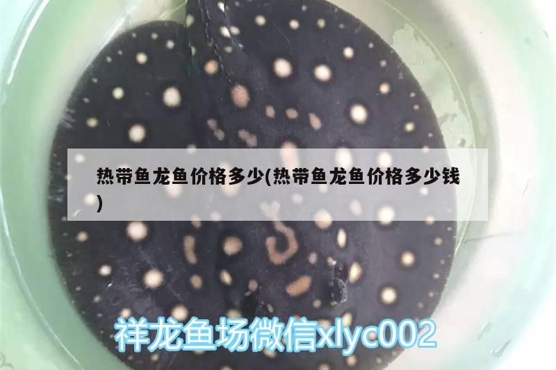 熱帶魚龍魚價(jià)格多少(熱帶魚龍魚價(jià)格多少錢)