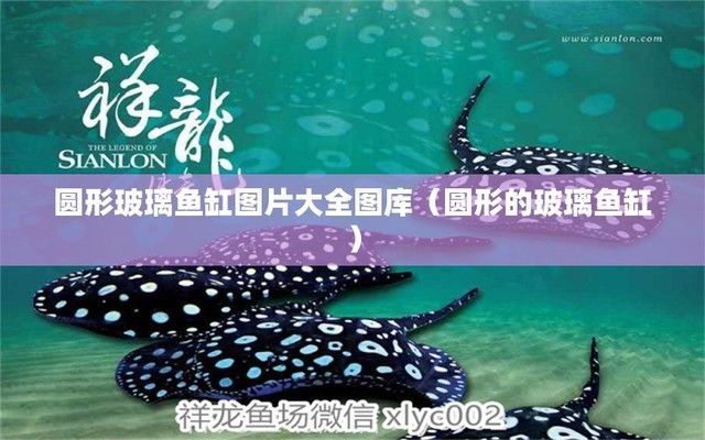 大湖紅龍魚《怎么養魚》