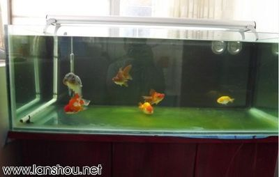 90厘米魚缸養什么魚