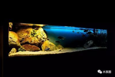 90厘米魚缸養什么魚