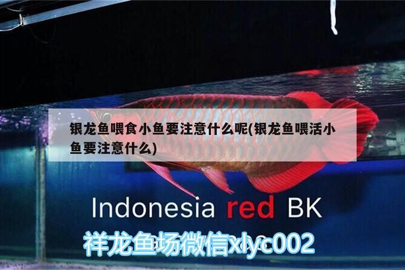銀龍魚喂食小魚要注意什么呢(銀龍魚喂活小魚要注意什么)