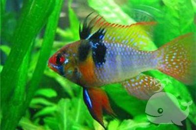 元寶鳳凰魚能活多少年的壽命：元寶鳳凰魚的壽命一般為6個月至大約1年，其壽命受多種因素影響