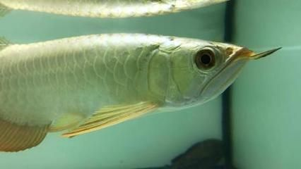 龍魚的養法vs祥龍魚場:龍魚養殖場與個人養殖方法探討不同環境條件下的龍魚養殖效果 vs祥龍魚場 第6張 龍魚的養法vs祥龍魚場:龍魚養殖場與個人養殖方法探討不同環境條件下的龍魚養殖效果 龍魚的養法vs祥龍魚場:龍魚養殖場與個人養殖方法探討不同環境條件下的龍魚養殖效果 vs祥龍魚場 第6張