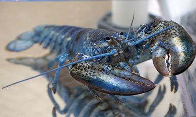 酒泉龍魚vs酒泉水族批發市場vs酒泉水族館vs酒泉魚缸批發市場vs祥龍魚場:酒泉地區與龍魚相關的市場、店鋪、魚場信息 祥龍魚場各市分站 第6張 酒泉龍魚vs酒泉水族批發市場vs酒泉水族館vs酒泉魚缸批發市場vs祥龍魚場:酒泉地區與龍魚相關的市場、店鋪、魚場信息 酒泉龍魚vs酒泉水族批發市場vs酒泉水族館vs酒泉魚缸批發市場vs祥龍魚場:酒泉地區與龍魚相關的市場、店鋪、魚場信息 祥龍魚場各市分站 第6張