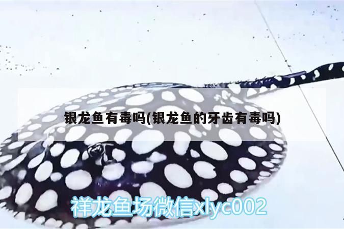 銀龍魚有毒嗎(銀龍魚的牙齒有毒嗎)