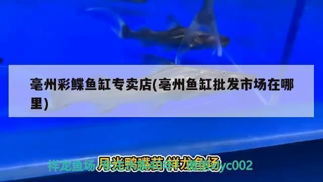 毫州龍魚vs毫州水族批發市場vs毫州水族館vs毫州魚缸批發市場vs祥龍魚場：毫州龍魚、水族批發市場以及祥龍魚場