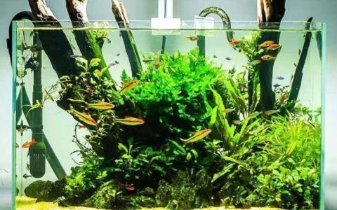 金龍魚幼魚恒溫設備選擇指南：金龍魚幼魚最佳飼養水溫，如何選擇魚缸加熱棒品牌