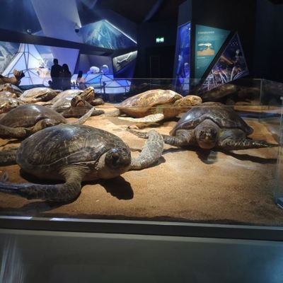 水族館大小（上海海洋水族館特色展覽介紹：上海海洋水族館游客體驗） 水族館大小（上海海洋水族館特色展覽介紹：上海海洋水族館游客體驗） 水族館百科（水族館加盟） 第2張