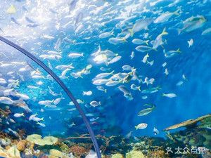 水族館大小（上海海洋水族館特色展覽介紹：上海海洋水族館游客體驗） 水族館大小（上海海洋水族館特色展覽介紹：上海海洋水族館游客體驗） 水族館百科（水族館加盟） 第3張