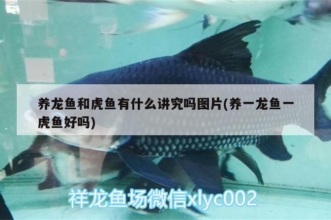 新疆觀賞魚群，新疆觀賞魚群對應的相關信息，新疆觀賞魚群有哪些種類？ 新疆觀賞魚群，新疆觀賞魚群對應的相關信息，新疆觀賞魚群有哪些種類？ 觀賞魚百科 第2張