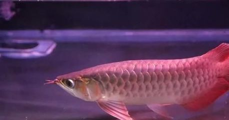 龍魚靠什么辨別食物的方法，龍魚的視覺捕獵技巧